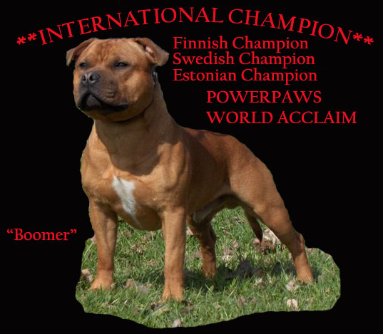 Champion staffordshire hot sale bull terrier breeders